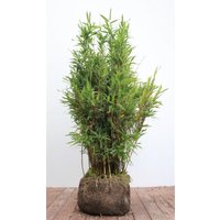 Kategorie <b>Gräser </b> - Fargesia murieliae 'Jumbo' 80-100 cm