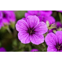 Stauden - Geranium sanguineum ca. 9x9 cm Topf (Wuchs jahreszeitlich)