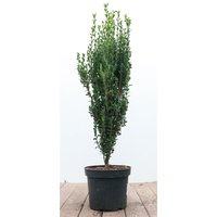 Hecken - Ilex crenata 'Fastigiata' 60-80 cm