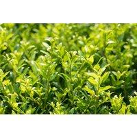 Kategorie <b>Hecken </b> - Ilex crenata 'Twiggy' 15-20 cm