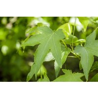 Kategorie <b>Laubbäume </b> - Liquidambar styraciflua 'Slender Silhouette' 100-125 cm