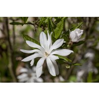 Laubbäume - Magnolia stellata 60-80 cm