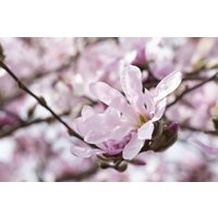 Laubbäume - Magnolia stellata 'Rosea' 60-80 cm