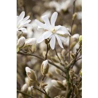 Kategorie <b>Blütensträucher und Ziergehölze </b> - Magnolia stellata 'Royal Star' 60-80 cm