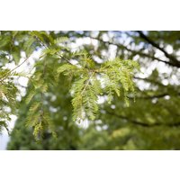 Kategorie <b>Nadelbäume u. Koniferen </b> - Metasequoia glyptostroboides 125-150 cm