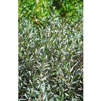 Kategorie <b>Laubbäume </b> - Myrica gale 40-60 cm