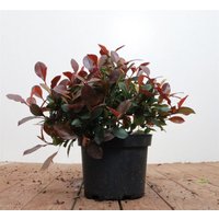Kategorie <b>Hecken </b> - Photinia fraseri 'Little Red Robin' 30-40 cm
