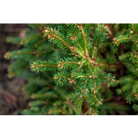 Nadelbäume u. Koniferen - Picea abies 'Pygmaea' 15-20 cm