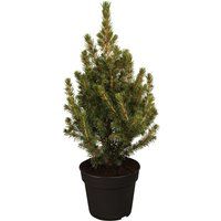 Nadelbäume u. Koniferen - Picea glauca 'Conica' 30-40 cm