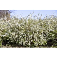 Kategorie <b>Blütensträucher und Ziergehölze </b> - Spiraea thunbergii 40-60 cm
