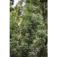 Kategorie <b>Nadelbäume u. Koniferen </b> - Taxus baccata 'Fastigiata' 80-90 cm