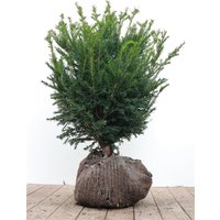 Nadelbäume u. Koniferen - Taxus baccata 50-60 cm