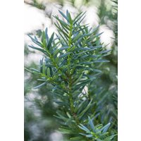 Nadelbäume u. Koniferen - Taxus cuspidata 'Lescow' 30-40 cm