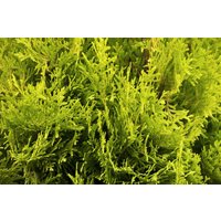 Kategorie <b>Nadelbäume u. Koniferen </b> - Thuja occidentalis 'Jantar' 60-80 cm