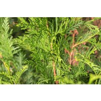Kategorie <b>Nadelbäume u. Koniferen </b> - Thuja plicata 'Atrovirens' 100-125 cm