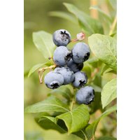 Kategorie <b>Beeren </b> - Vaccinium corymbosum 'Goldtraube' 40-60 cm