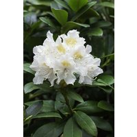 Kategorie <b>Produkt nicht gewünscht </b> - Rhododendron brachycarpum