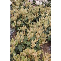 Kategorie <b>Rhododendron </b> - Rhododendron bureavii