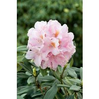 Kategorie <b>Rhododendron </b> - Rhododendron bureavii 'Teddy Bear'