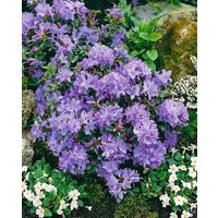 Kategorie <b>Rhododendron </b> - Rhododendron calostrotum 'Enrico'