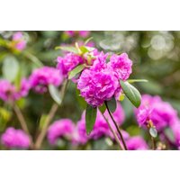Kategorie <b>Rhododendron </b> - Rhododendron dauricum 'April Rose'