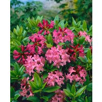 Kategorie <b>Rhododendron </b> - Rhododendron ferrugineum 'Tottenham'