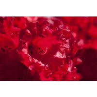 Rhododendron - Rhododendron 'Taurus'