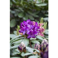 Kategorie <b>Rhododendron </b> - Rhododendron 'Tonika'