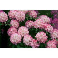 Kategorie <b>Rhododendron </b> - Rhododendron insigne
