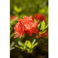 Kategorie <b>Rhododendron </b> - Rhododendron luteum Fanal