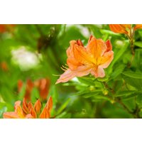 Kategorie <b>Rhododendron </b> - Rhododendron luteum orange