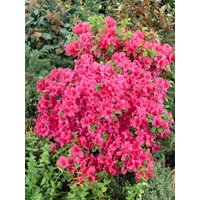 Kategorie <b>Rhododendron </b> - Rhododendron obtusum 'Änne'