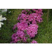 Kategorie <b>Rhododendron </b> - Rhododendron obtusum 'Anne Frank'