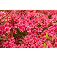 Kategorie <b>Rhododendron </b> - Rhododendron obtusum 'Arabesk'