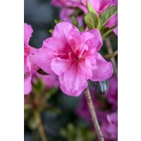 Kategorie <b>Rhododendron </b> - Rhododendron obtusum 'Babuschka'