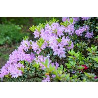 Kategorie <b>Rhododendron </b> - Rhododendron obtusum 'Blue Danube'