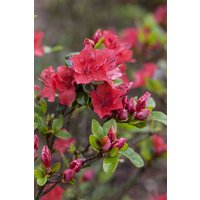 Kategorie <b>Rhododendron </b> - Rhododendron obtusum 'Fairy Dreams Majas Rubin'