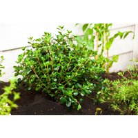 Kategorie <b>Rhododendron </b> - Rhododendron obtusum 'Gislinde'