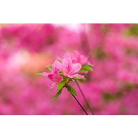 Kategorie <b>Rhododendron </b> - Rhododendron obtusum 'Hinomayo'