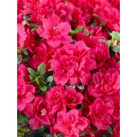 Kategorie <b>Rhododendron </b> - Rhododendron obtusum 'Stopplicht'