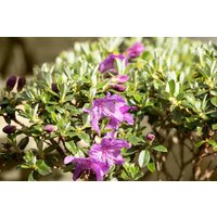 Kategorie <b>Rhododendron </b> - Rhododendron radistrotum 'Select'