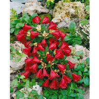 Rhododendron - Rhododendron repens 'Carmen'