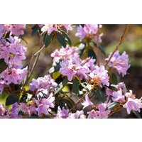 Kategorie <b>Rhododendron </b> - Rhododendron rubiginosum