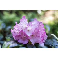 Kategorie <b>Produkt nicht gewünscht </b> - Rhododendron smirnowii 'Silberpfeil'