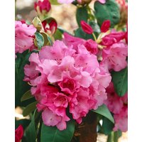 Kategorie <b>Rhododendron </b> - Rhododendron williamsianum 'Görlitz'