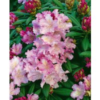 Kategorie <b>Rhododendron </b> - Rhododendron yakushimanum 'Caroline Allbrook'