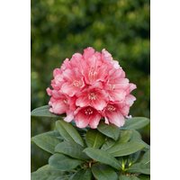 Kategorie <b>Rhododendron </b> - Rhododendron yakushimanum 'Colibri'