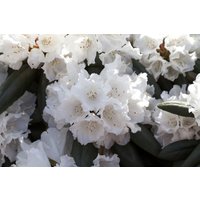 Kategorie <b>Rhododendron </b> - Rhododendron yakushimanum 'Falling Snow'