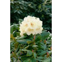 Kategorie <b>Rhododendron </b> - Rhododendron yakushimanum 'Flava Lackblatt'
