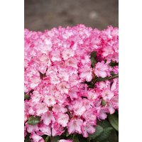 Rhododendron - Rhododendron yakushimanum 'Kokette'